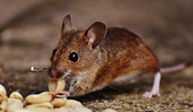 24 Hour & Emergency Exterminators in Camden Wyo, DE